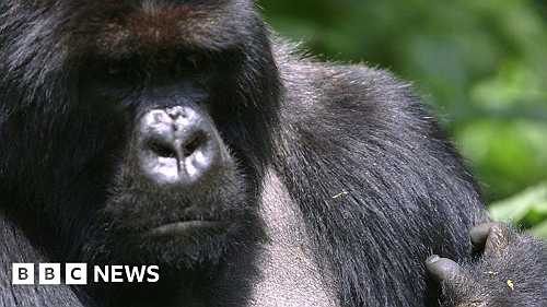 Up close with the gorillas of Rwanda