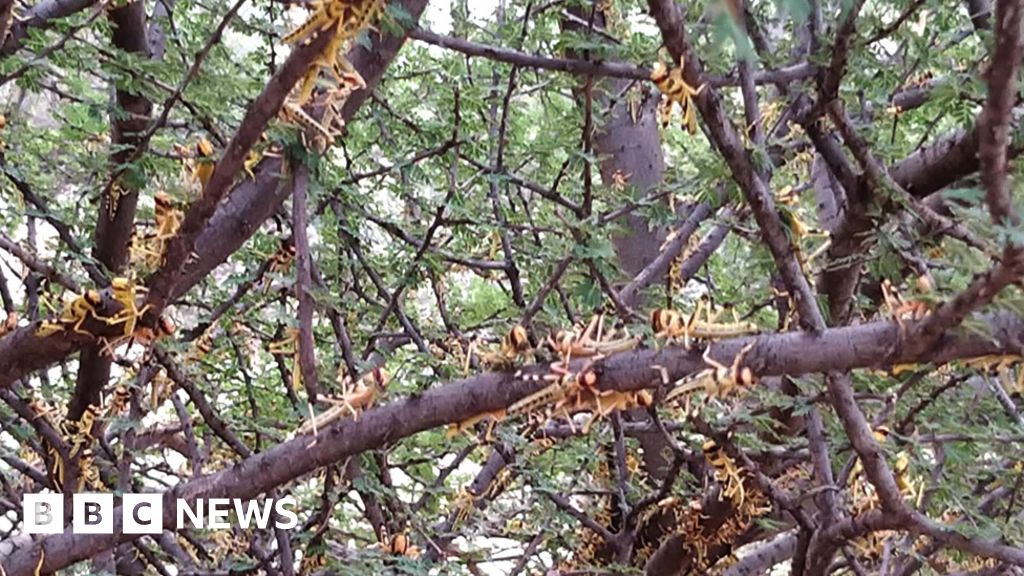 UN warns of east Africa locust invasion