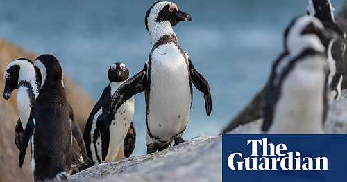 Bees kill 63 endangered penguins in South Africa