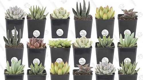 Fill the Void With Amazon's One-Day Succulent Sale