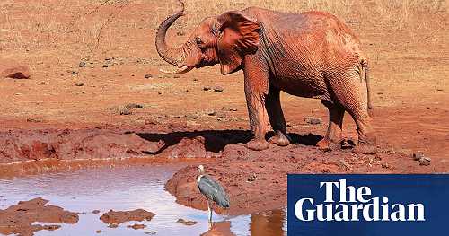 The bee project helping to tackle elephant-human conflict in Kenya – in pictures