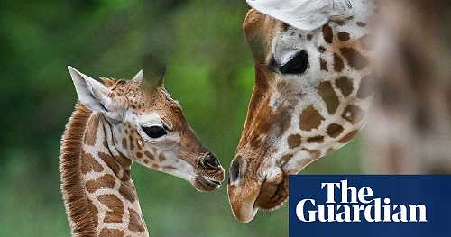 US moves to list giraffes under Endangered Species Act for the first time