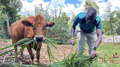 Emmanuel Wanyonyi: Olympic 800m champion says 'looking after cattle was tough' - Wanyonyi's rise to Olympic champion