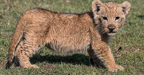 Lion cub given to YouTube star for his wedding leads to police investigation and public outrage