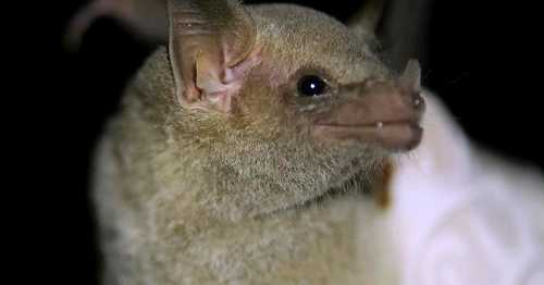 Endangered Mexican long-nosed bats now being tracked via 