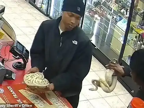 Footage shows moment robbers used pythons to steal from Tennessee gas station - Face2Face Africa