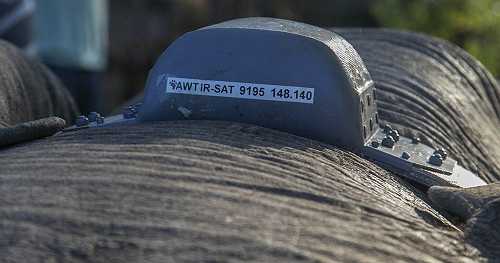 To avoid conflicts with locals, Zimbabwe tracks elephants with GPS | Africanews