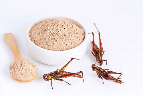 Why insect protein is the future of sustainable food