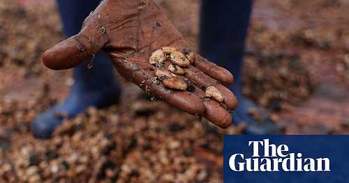 EU’s ‘chocolate crisis’ worsened by climate breakdown, researchers warn