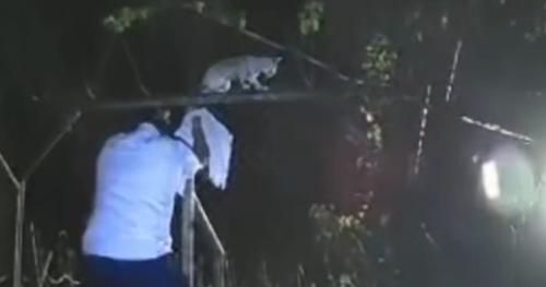 Video shows drug-smuggling cat caught by prison guards in Costa Rica