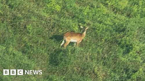 DR Congo: Study reveals first ever published photo of rare Upemba Lechwe antelope, it says