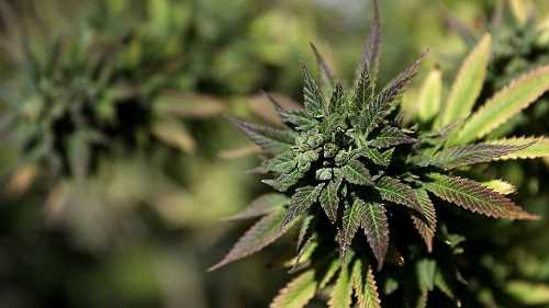 LA prosecutors use ‘coding’ to wipe out 50,000 old pot convictions - theGrio
