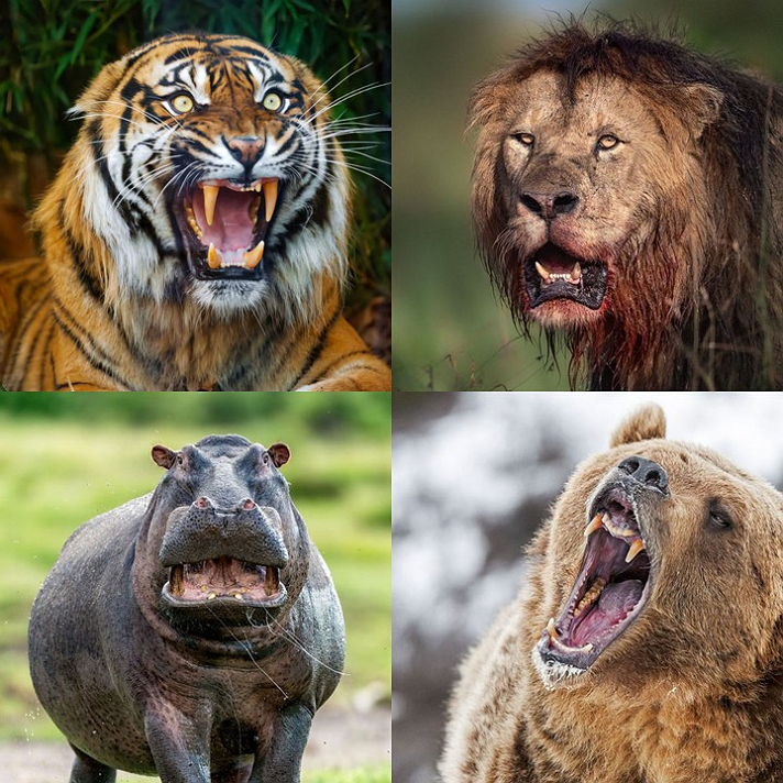 For $100 million,which of these animal could you survive against for 20 minutes