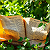 Article: Thorns of the Living Word: Scripture Entwined in the Verdant Silence