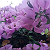 Post: Flower#blaqsbi