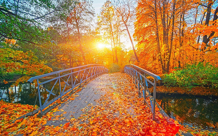 #trees #nature #picture