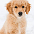 Funding Request: My younger Brother love pets and I want to buy a pet for him