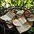 Post: Thorns of the Living Word: Scripture Entwined in the Verdant Silence